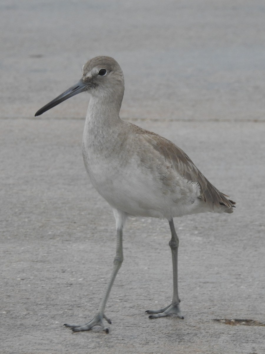 Willet - Jeffrey Gammon