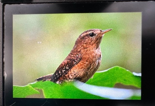 Pacific Wren - ML612852909