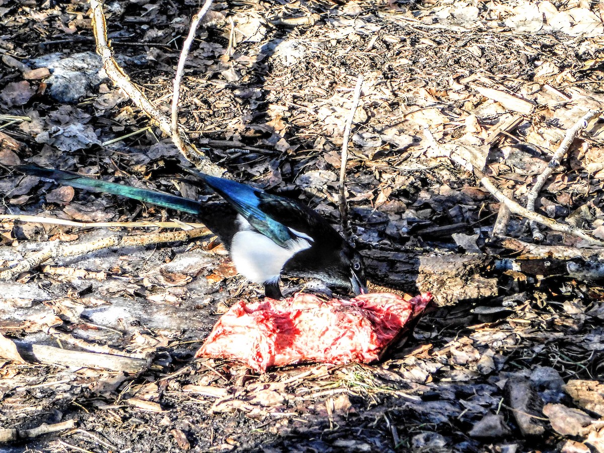 Black-billed Magpie - Anonymous