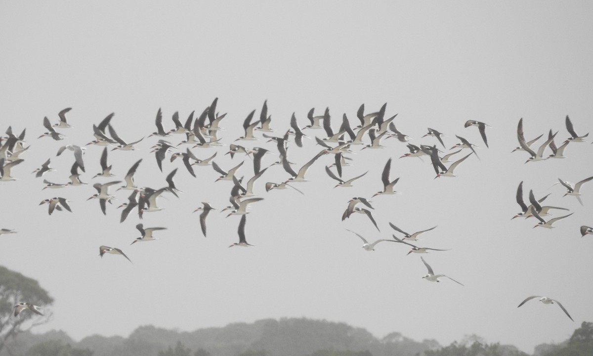 Black Skimmer - ML612852972