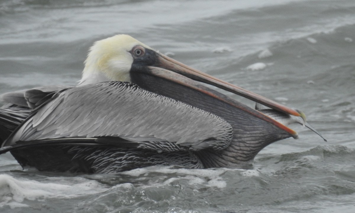 pelikán hnědý (ssp. carolinensis) - ML612852989