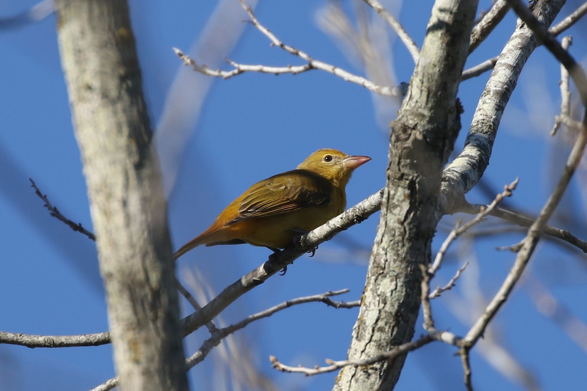 Summer Tanager - ML612852990