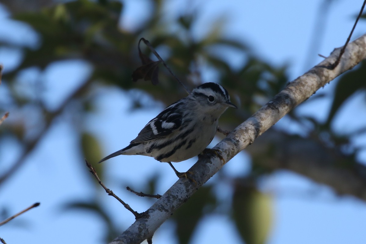 Black-and-white Warbler - Christian Fernandez