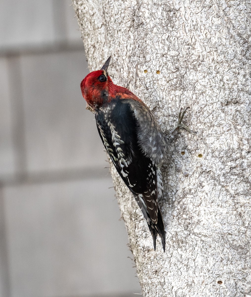 Red-breasted Sapsucker - ML612853052