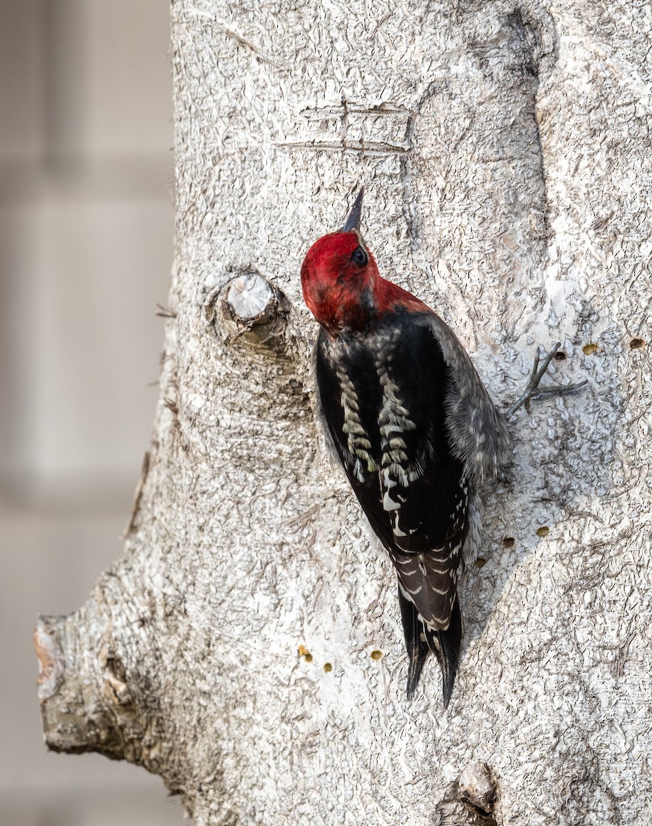 Red-breasted Sapsucker - ML612853053