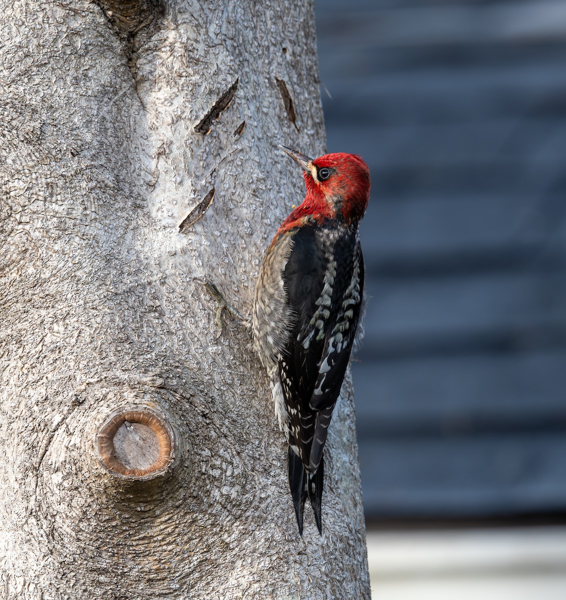 Red-breasted Sapsucker - ML612853055