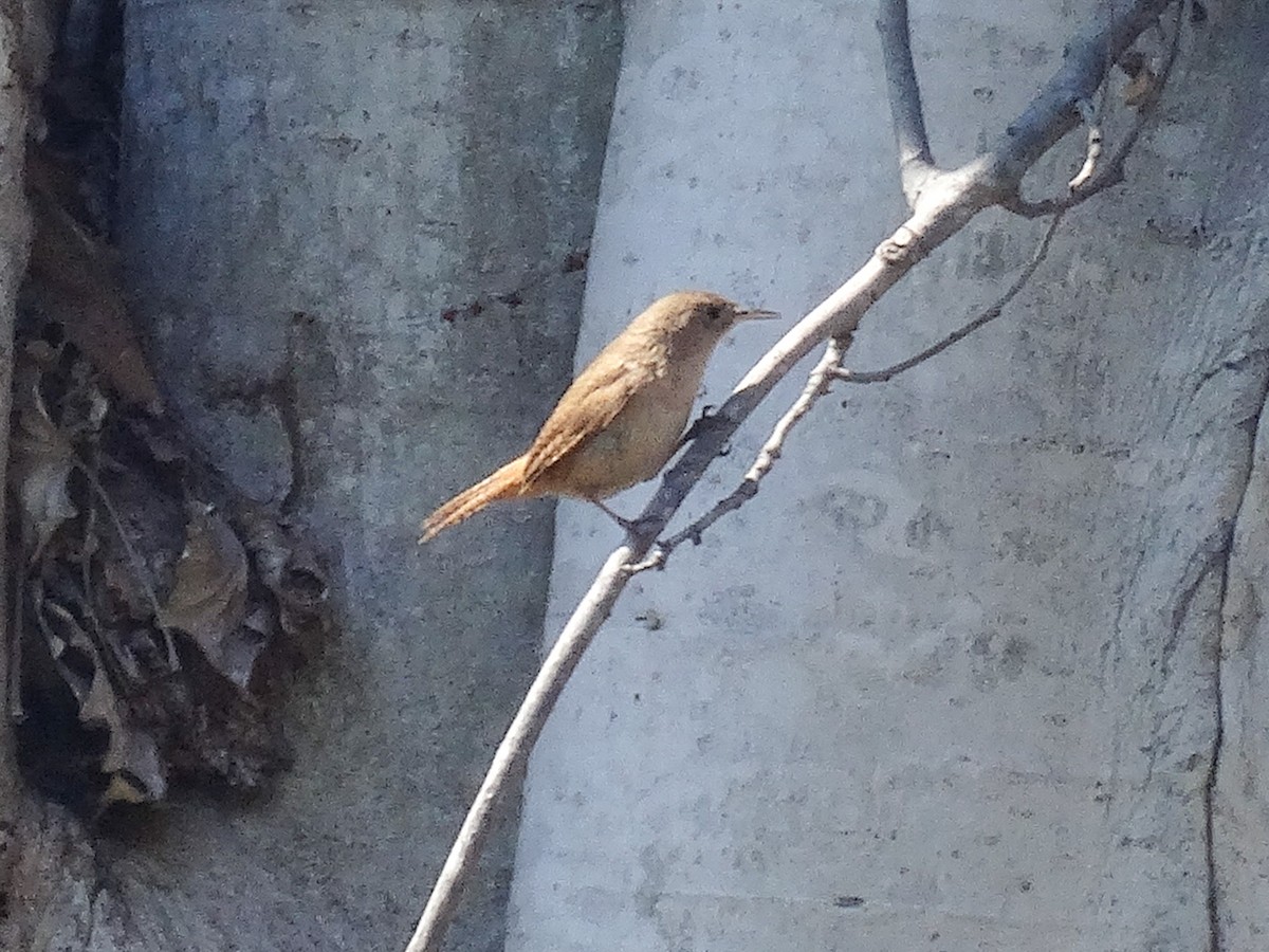 House Wren (Southern) - ML612853084