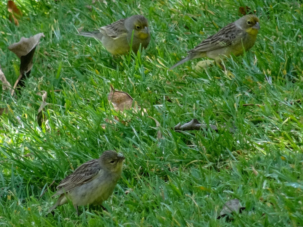 Grassland Yellow-Finch - ML612853093