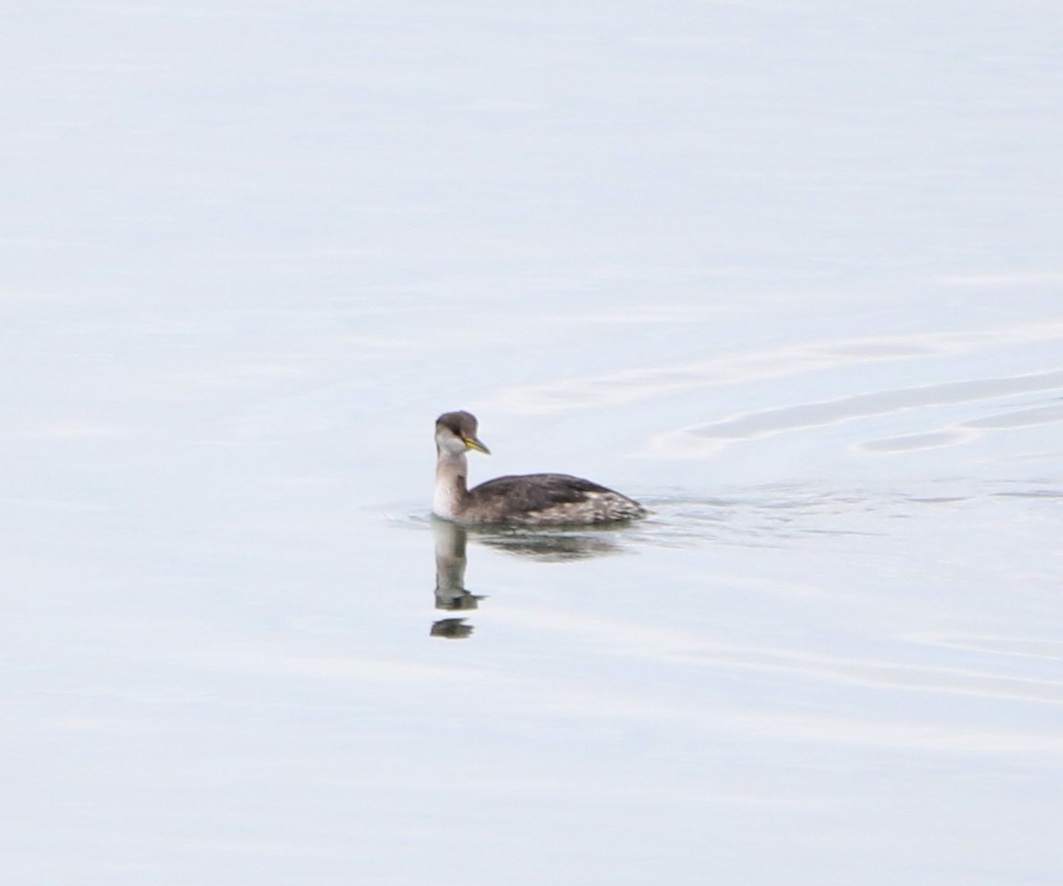 Red-necked Grebe - ML612853152