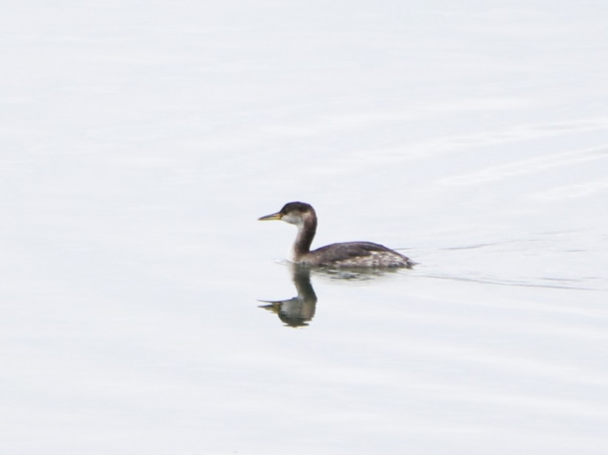 Red-necked Grebe - ML612853155