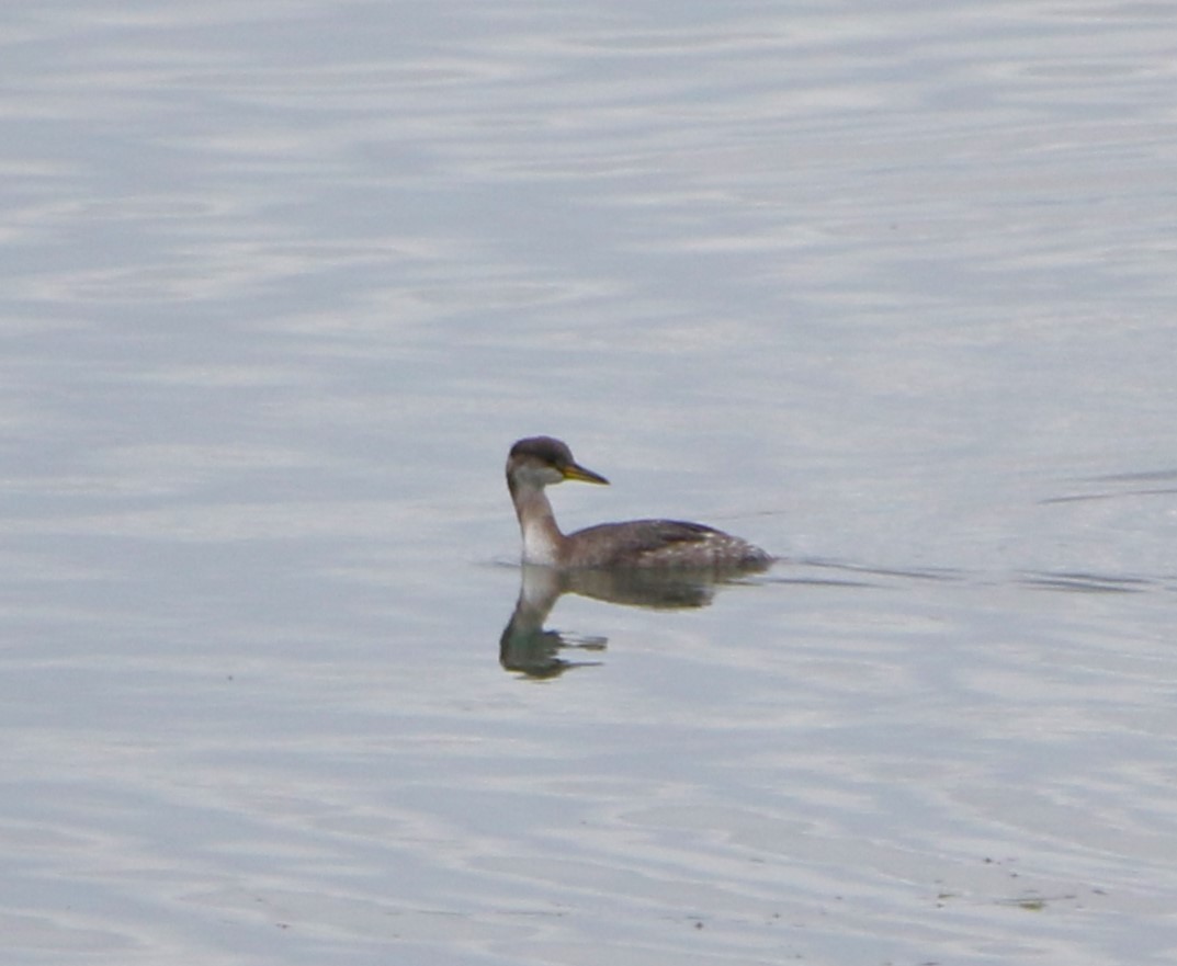 Red-necked Grebe - ML612853157