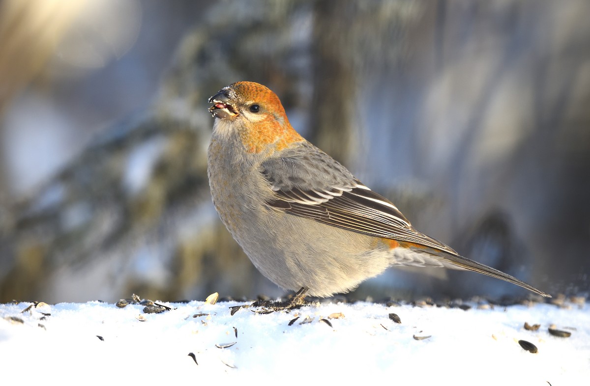 Pine Grosbeak - Timothy Piranian