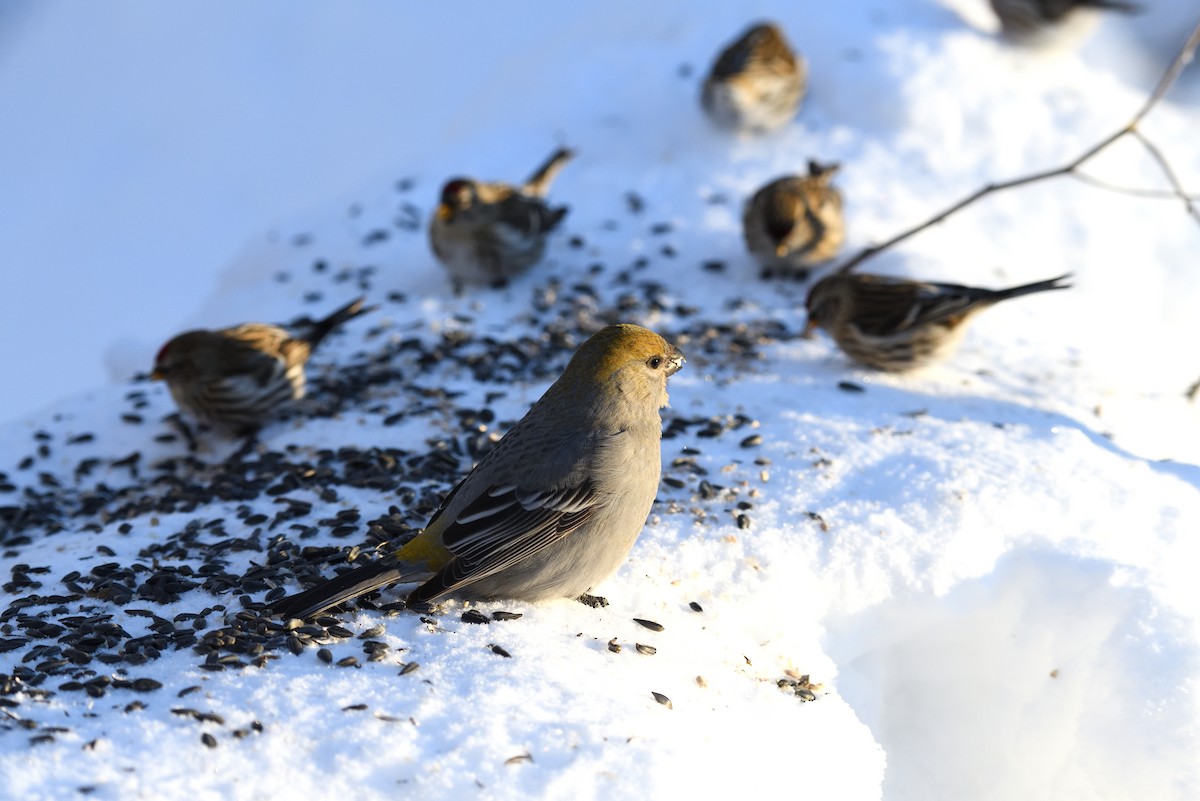 Pine Grosbeak - Timothy Piranian