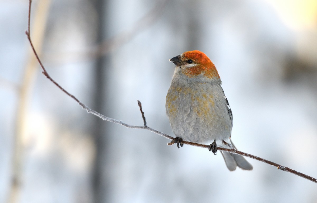 Pine Grosbeak - Timothy Piranian