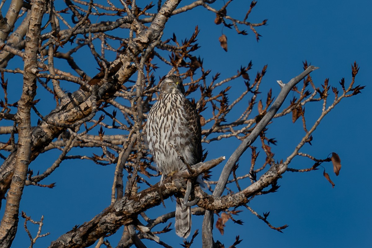 American Goshawk - Shawn Moorman