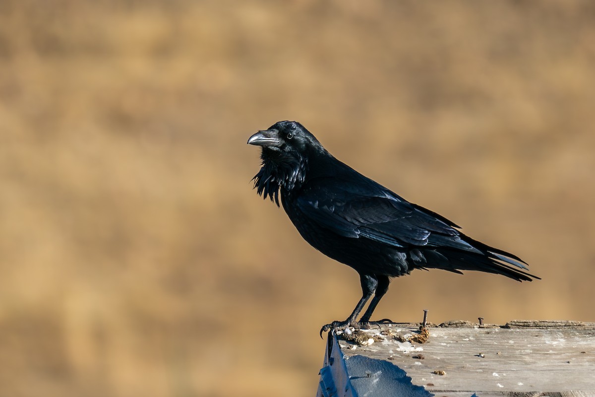 Common Raven - ML612853223