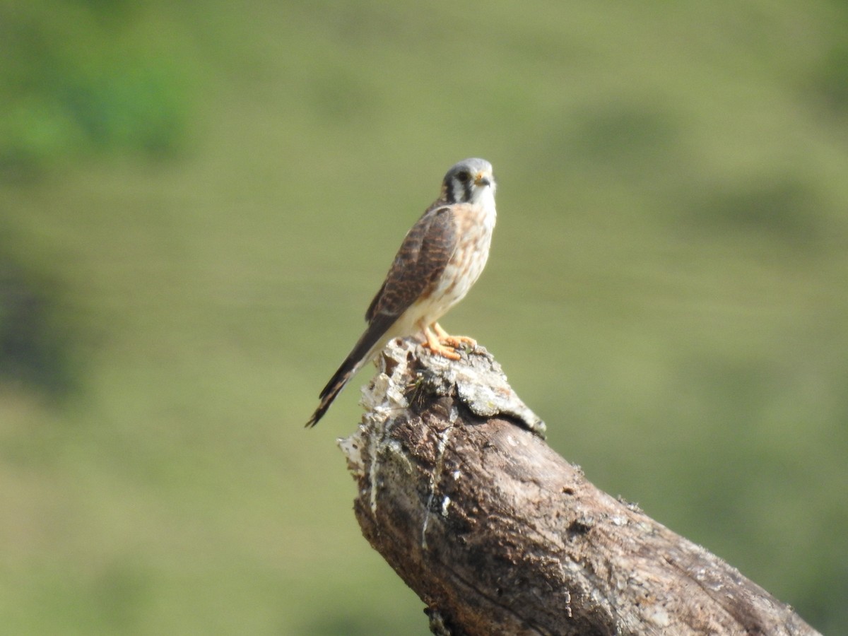 American Kestrel - Juan D Astorga