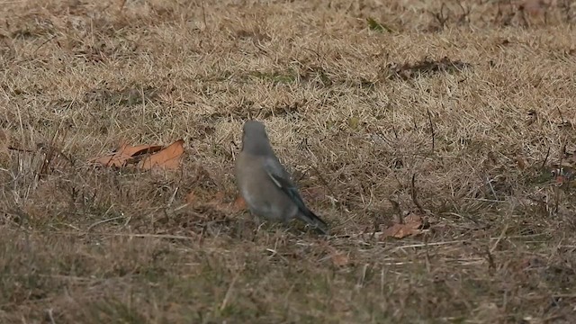 Mountain Bluebird - ML612853239