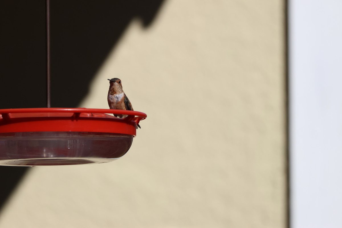 Rufous Hummingbird - ML612853264