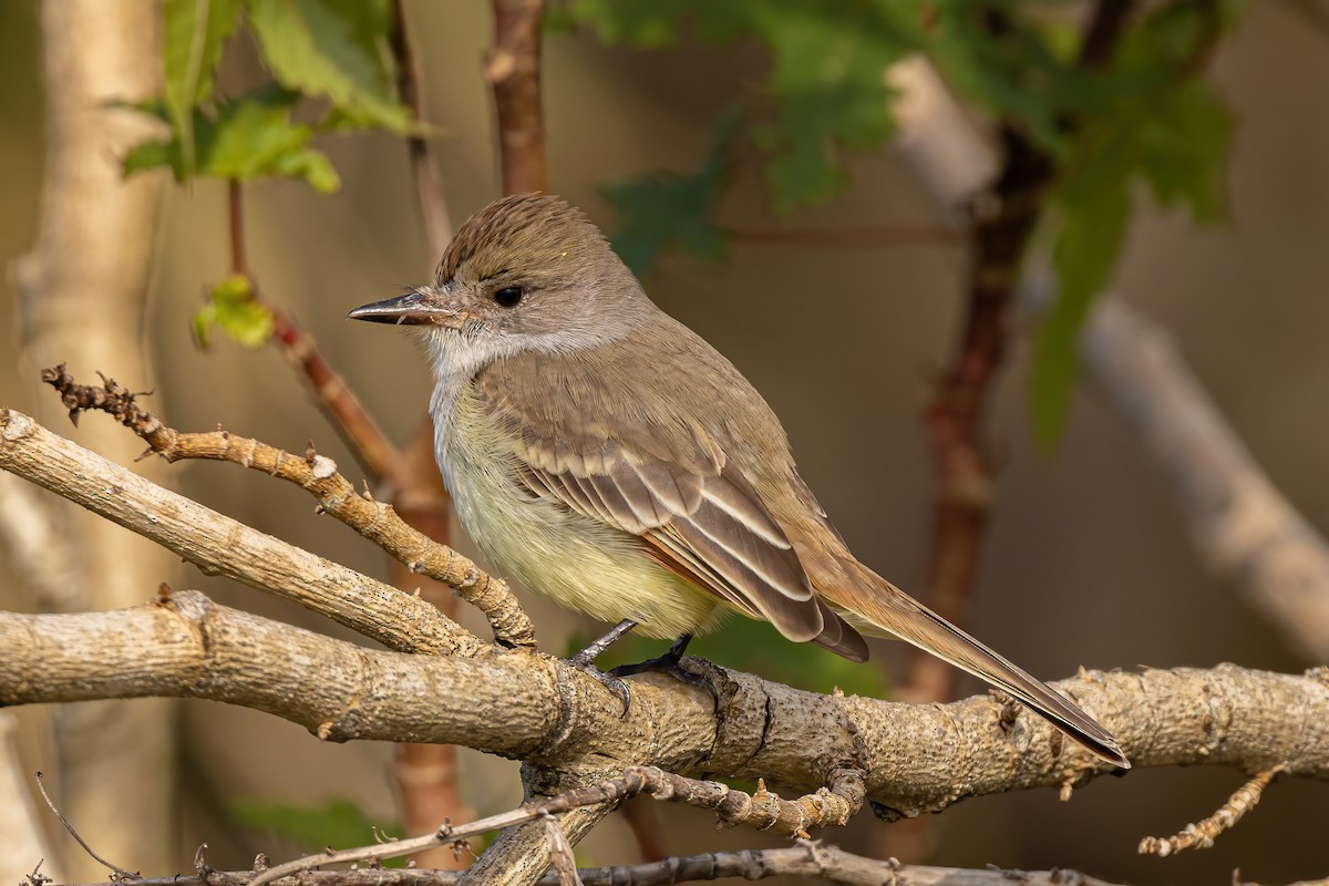 Ash-throated Flycatcher - Scott Coupland