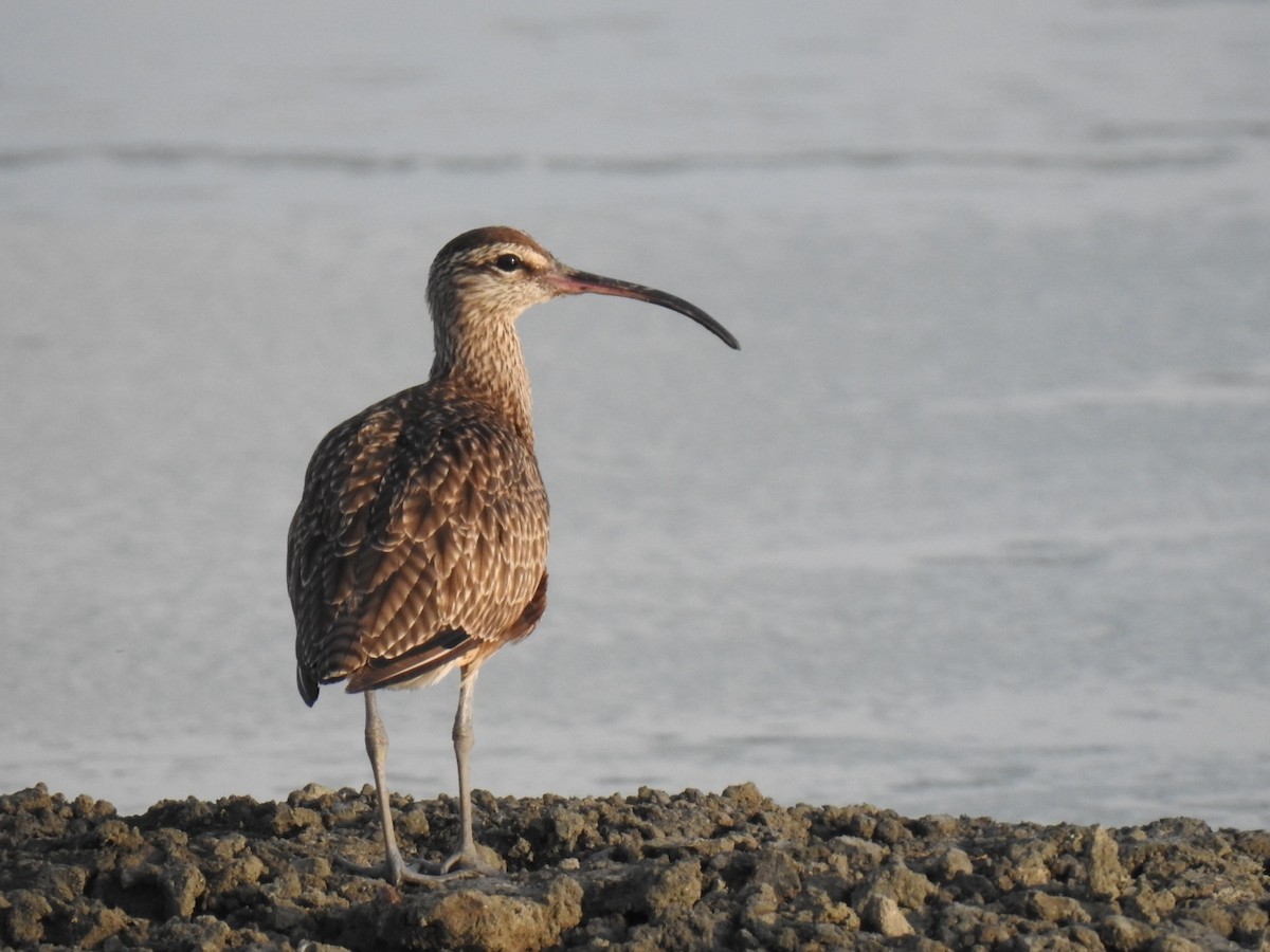 Whimbrel - ML612853380