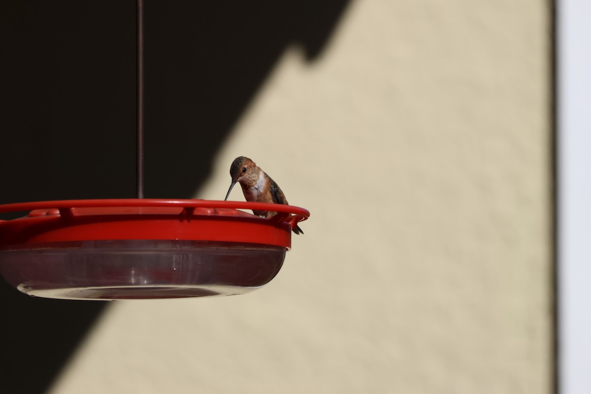 Rufous Hummingbird - ML612853387