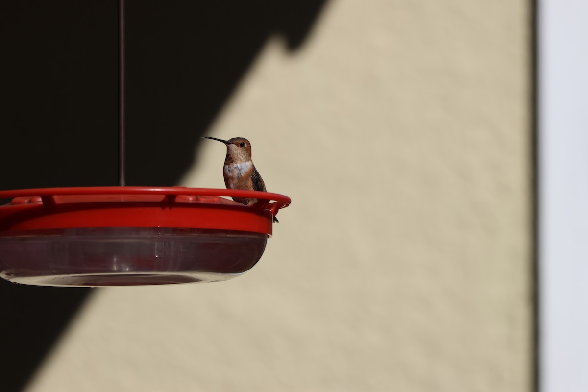 Rufous Hummingbird - ML612853405