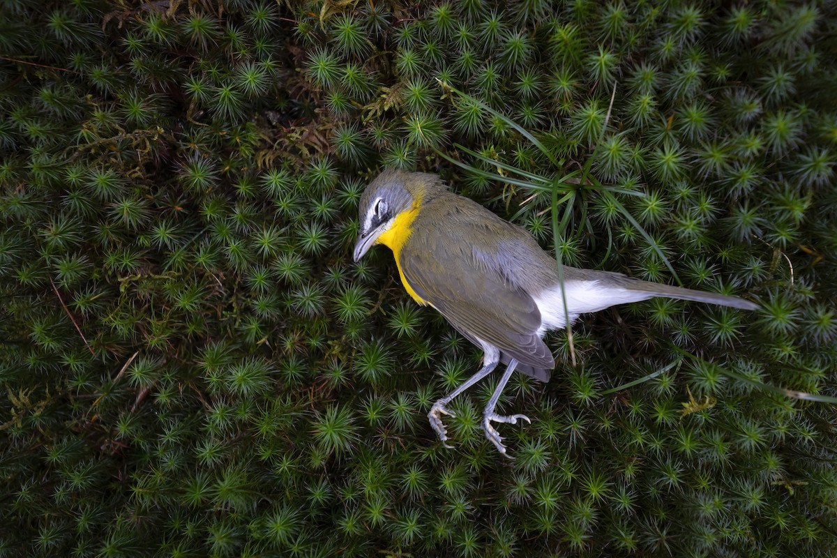 Yellow-breasted Chat - ML612853411