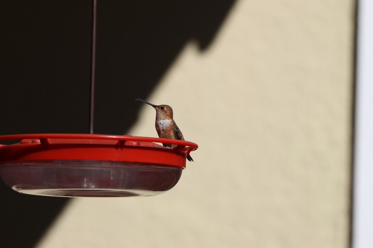 Rufous Hummingbird - ML612853414