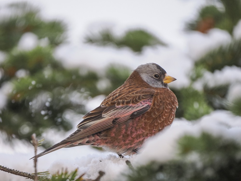 Gray-crowned Rosy-Finch - ML612853445