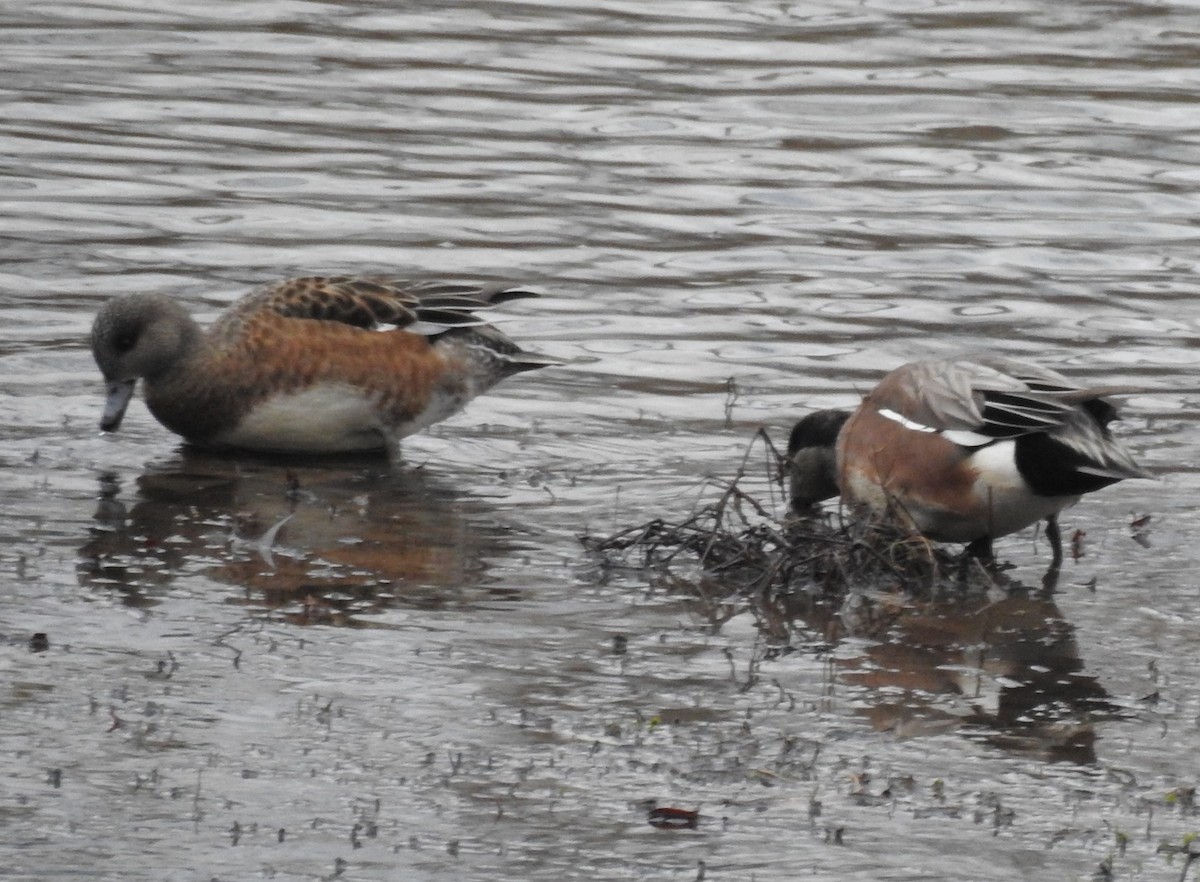 American Wigeon - ML612853449