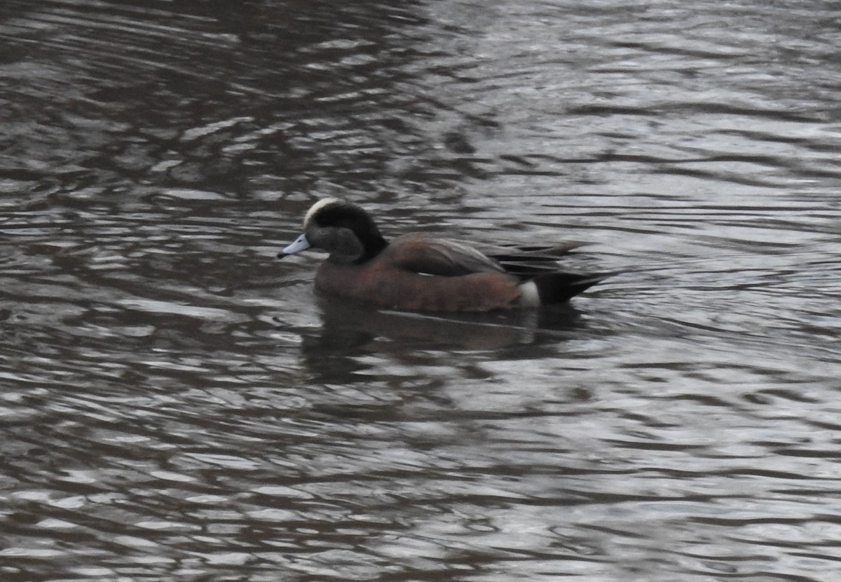 Canard d'Amérique - ML612853496