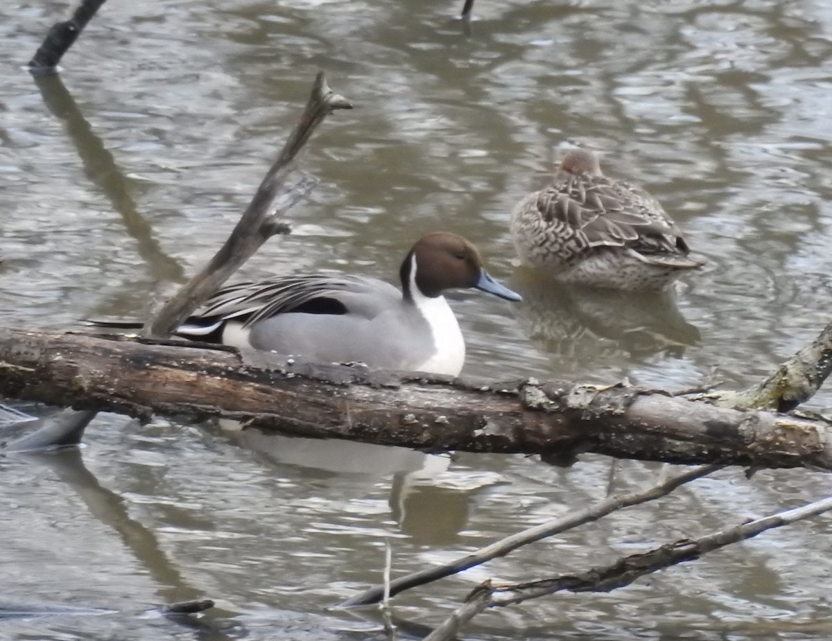 Northern Pintail - ML612853516