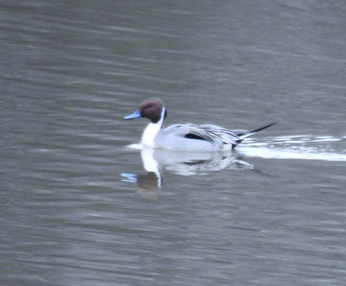 Northern Pintail - ML612853536