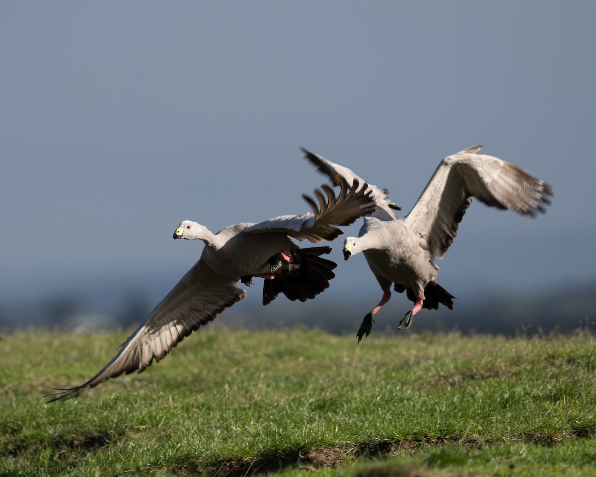 Cape Barren Goose - ML612853539