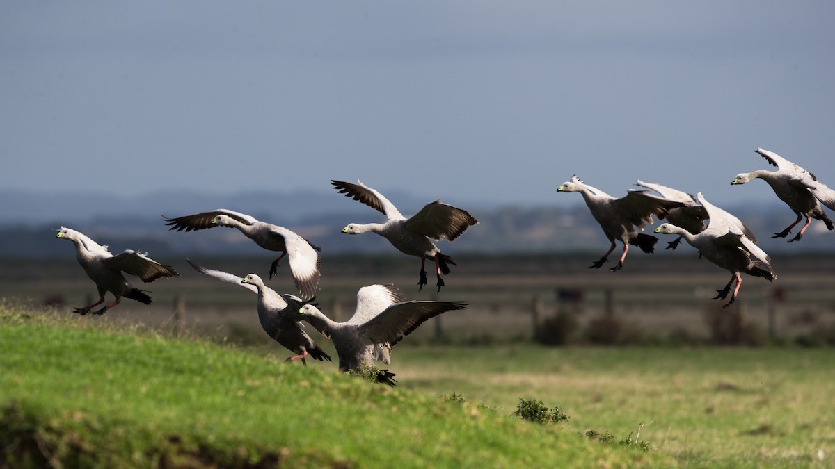 Cape Barren Goose - ML612853540