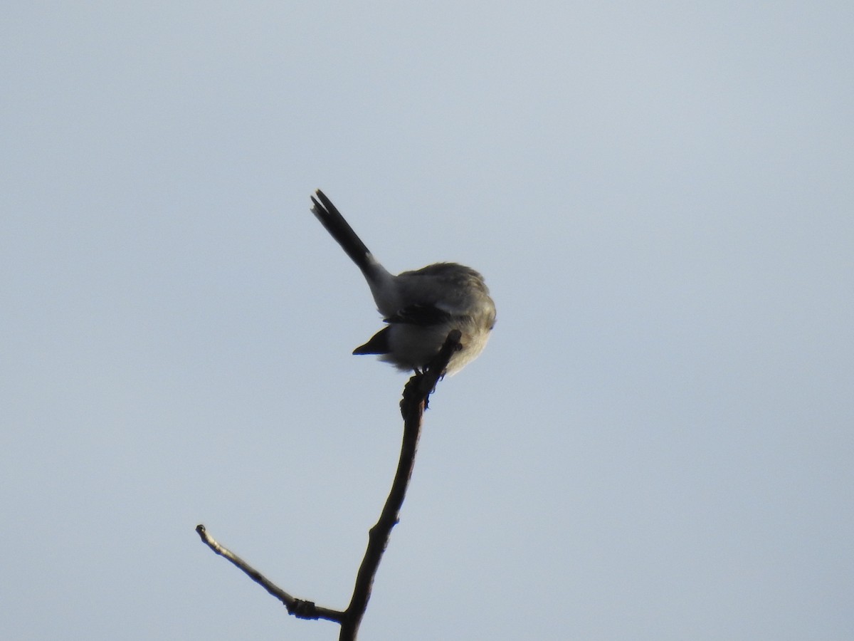 Northern Shrike - ML612853661