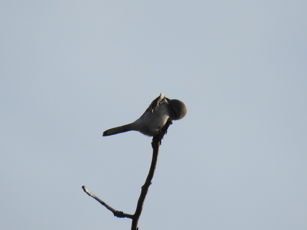 Northern Shrike - ML612853662