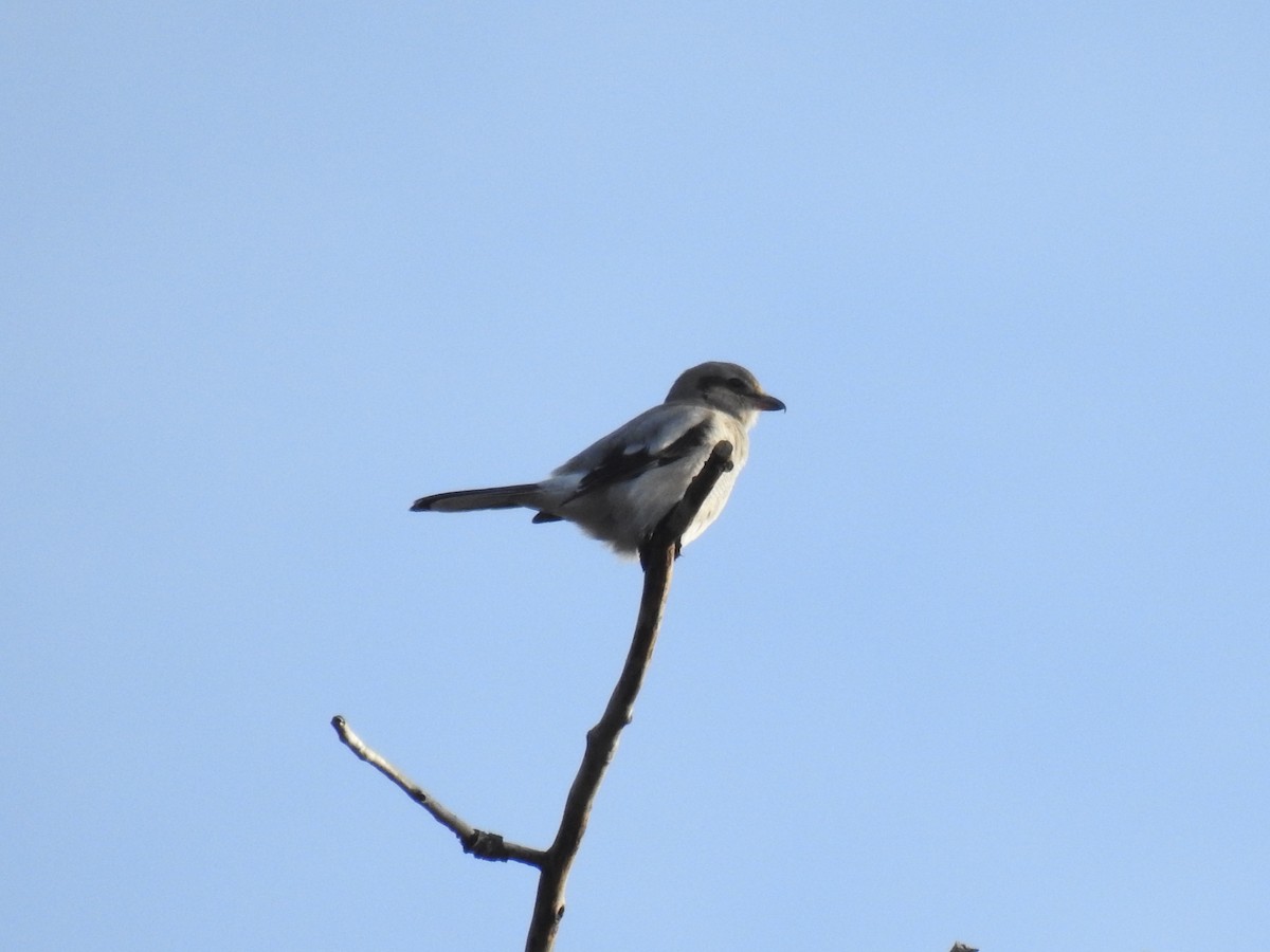 Northern Shrike - ML612853663