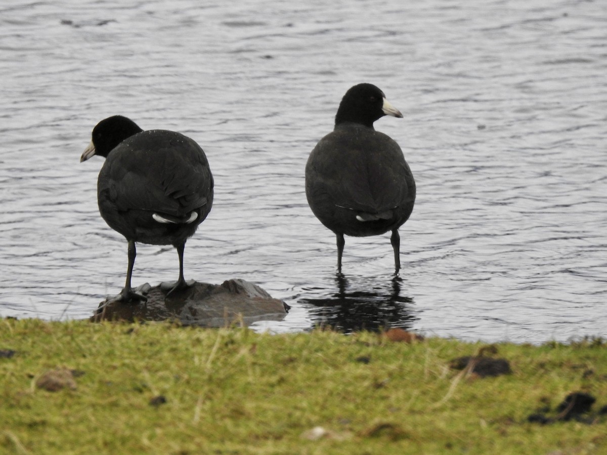 American Coot - ML612853691