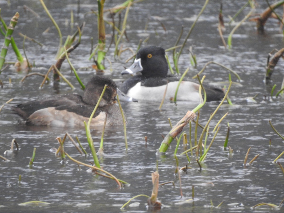 Ring-necked Duck - ML612853704