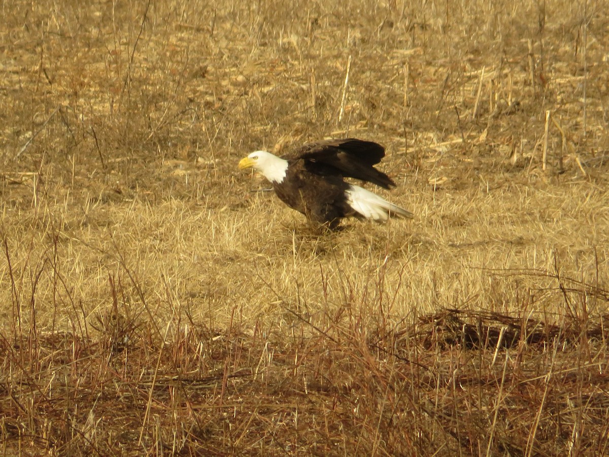 Bald Eagle - ML612853708