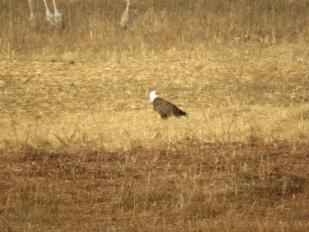 Ak Başlı Kartal - ML612853709