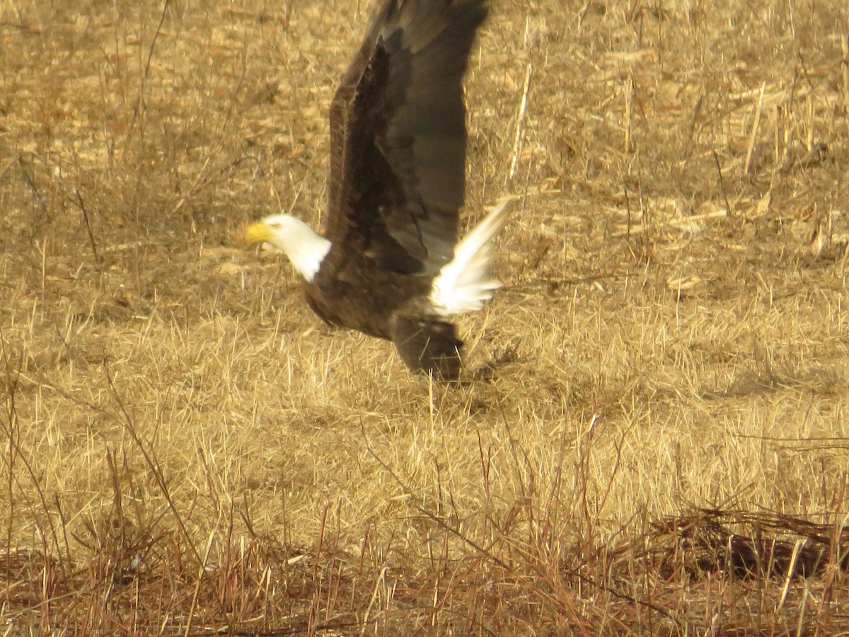 Bald Eagle - ML612853710