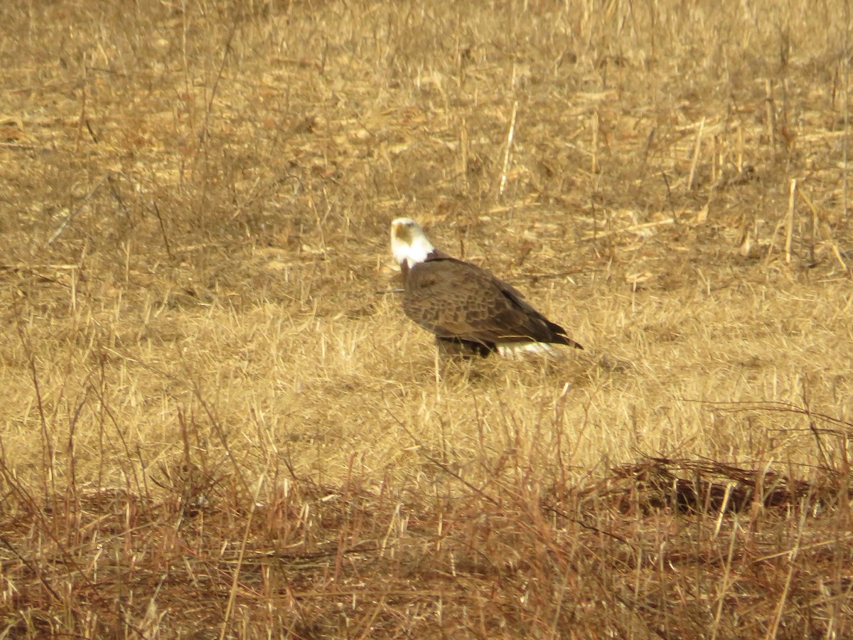 Ak Başlı Kartal - ML612853711