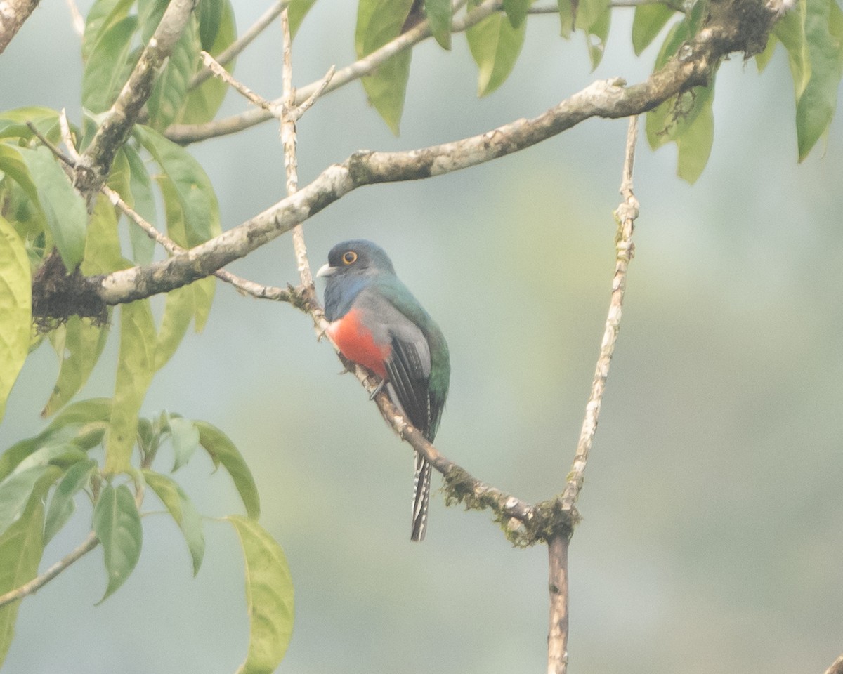 Blue-crowned Trogon - ML612853737