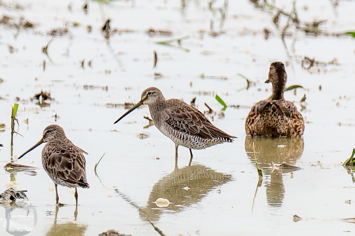 Long-billed Dowitcher - ML612853850