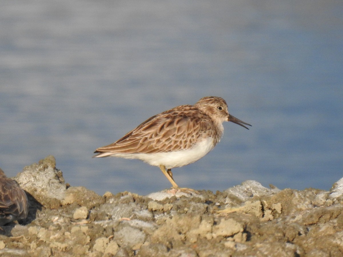 Least Sandpiper - ML612853861