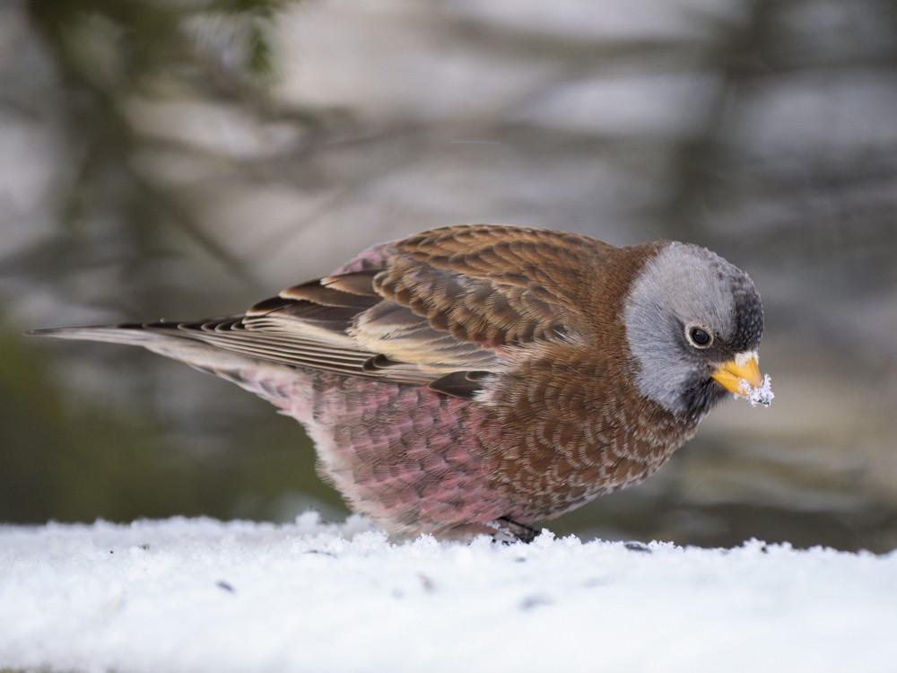 Gray-crowned Rosy-Finch - Eleanor H Sarren