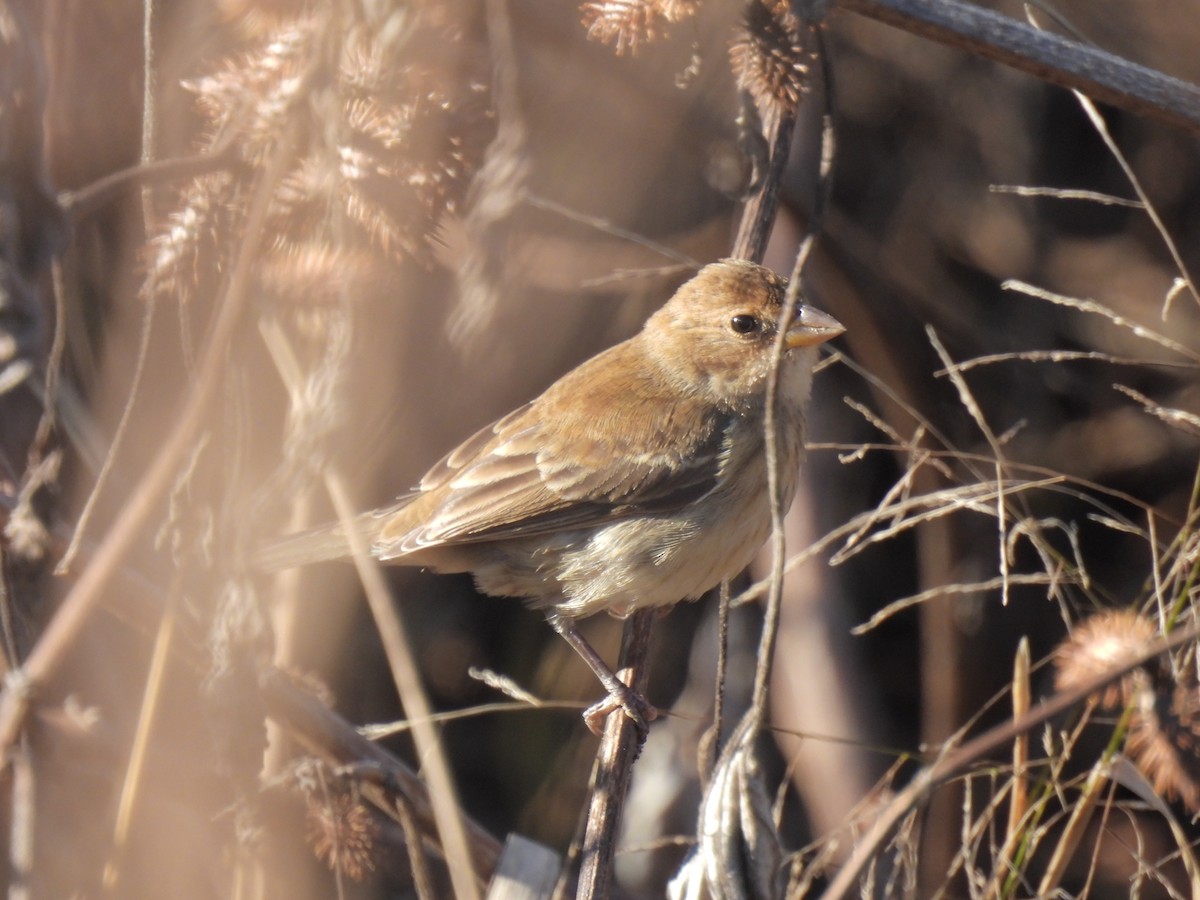 Indigo Bunting - Daniel Lane